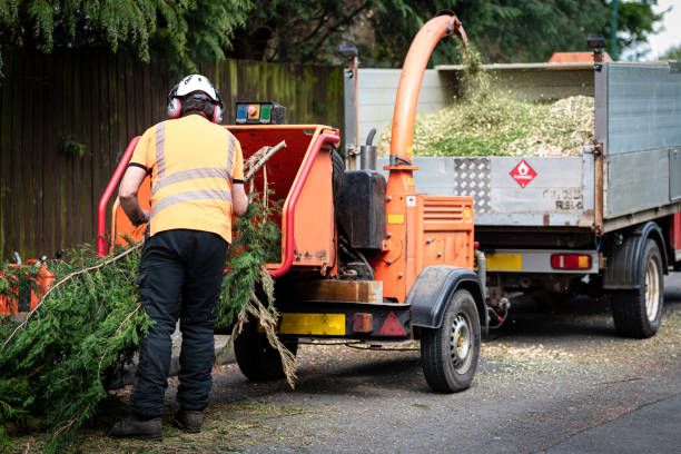 How Our Tree Care Process Works  in  Rhinelander, WI